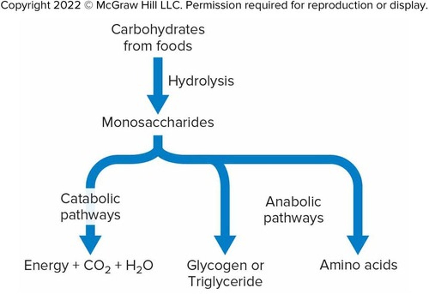 <p>Carbohydrate molecules from foods can enter catabolic pathways for energy production</p>