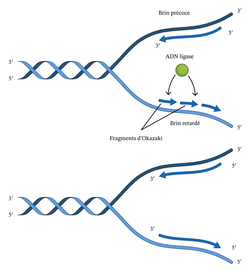<p>C’est le problème posé par la réplication de chromosomes linéaires(→eucaryotes). </p><p>Le brin<span style="color: rgb(36, 31, 212);"> continu </span>est synthétisé <span style="color: rgb(20, 19, 222);">jusqu’au bout</span> mais cela n’est pas le cas du brin <span style="color: rgb(255, 0, 0);">tardif</span>.</p><p> Cela entraîne un <span style="color: rgb(255, 0, 0);">raccourcissement des extrémités</span> <span style="color: rgb(255, 0, 0);">télomériques </span>du brin tardif à chaque réplication car il n’y a <span style="color: rgb(255, 0, 0);">pas </span>d’extrémité <span style="color: rgb(20, 222, 0);">3’OH en amont</span> sur laquelle peut se faire l’élongation qui <span style="color: rgb(158, 59, 225);">remplace </span>la séquence de l’amorce</p>