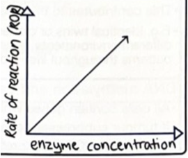 <p><span>As enzyme concentration increases rate of reaction increases. This increase in rate of reaction is until substrate concentration becomes a limiting factor.</span></p>