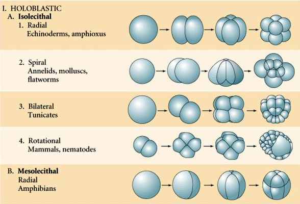<p>an entire zygote undergoes division, resulting in a complete cleavage of the egg cytoplasm into smaller cells (blastomeres)</p>