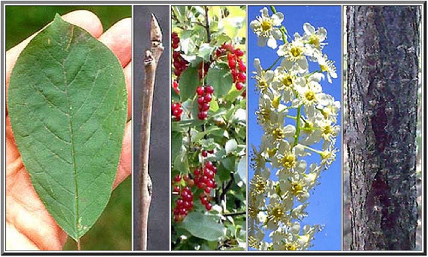 <p>Rosaceae Prunus virginiana</p>