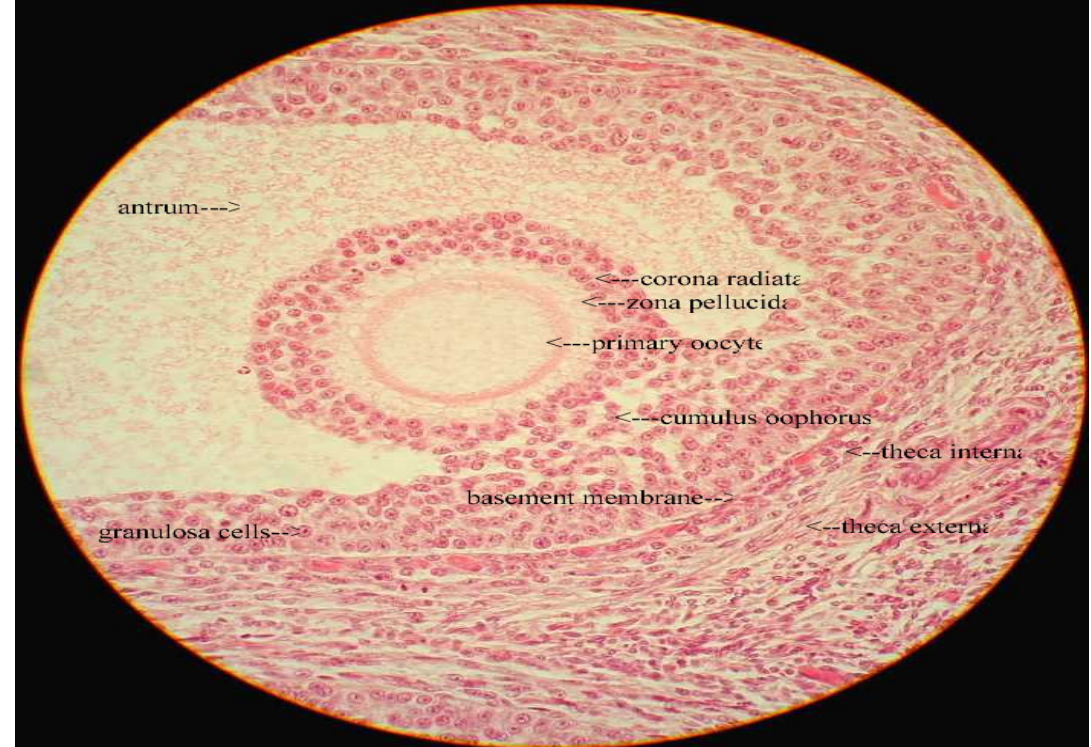 <p>Graafin Follicle </p>