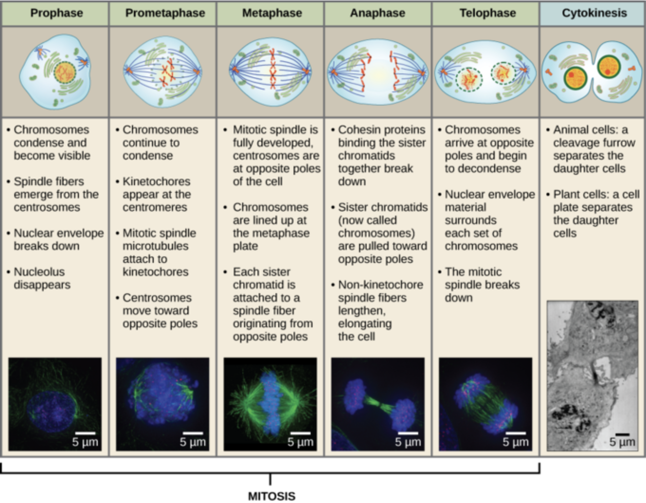 <ol><li><p><u>Interphase</u>- Where the cell spends most of it’s time. The cell is in interphase during G1 and G2. <span style="background-color: transparent;"><span>The cell increases in size and centrosomes are duplicated</span></span></p></li><li><p><span style="background-color: transparent;"><u><span>Prophase</span></u><span>- Nuclear lamins are phosphorylated, which breaks down its membrane. Microtubules emerge from centrosomes. Chromosomes are condensed by condensin</span></span></p></li><li><p><span style="background-color: transparent;"><u><span>Pro-metaphase</span></u><span>- The nuclear membrane fully breaks down. Spindles begin to attach to chromosomes</span></span></p></li><li><p><span style="background-color: transparent;"><u><span>Metaphase</span></u><span>- Sister chromatids line up on the metaphase plate, in the middle of the cell, attached to microtubules. Cell goes through the checkpoint</span></span></p></li><li><p><span style="background-color: transparent;"><u><span>Anaphase</span></u><span>- Sister chromatids are pulled apart. They’re pulled towards opposite poles via kinesins and dyneins</span></span></p></li><li><p><span style="background-color: transparent;"><u><span>Telophase</span></u><span>- Nuclear lamin is dephosphorylated and membrane reforms. Two new nuclei are created</span></span></p></li><li><p><span style="background-color: transparent;"><u><span>Cytokinesis</span></u><span>- The actin cytoskeleton arranges around the contractile ring. Actin gets shorter and shorter via contraction until there are finally two cells</span></span></p></li></ol><p></p>
