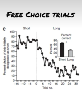 <p>as task transitions from block 1 to block 2, the well that leads to short delay reward switches to lead to the long delay reward</p><p>this graph shows last 15 trials block1 and first 30 of block 2 where going left changes from short delay to long delay </p><p>when the well begins to deliver the long delay the rat stops choosing that well > rat hsa learning capabilities and preference for short delay reward</p>