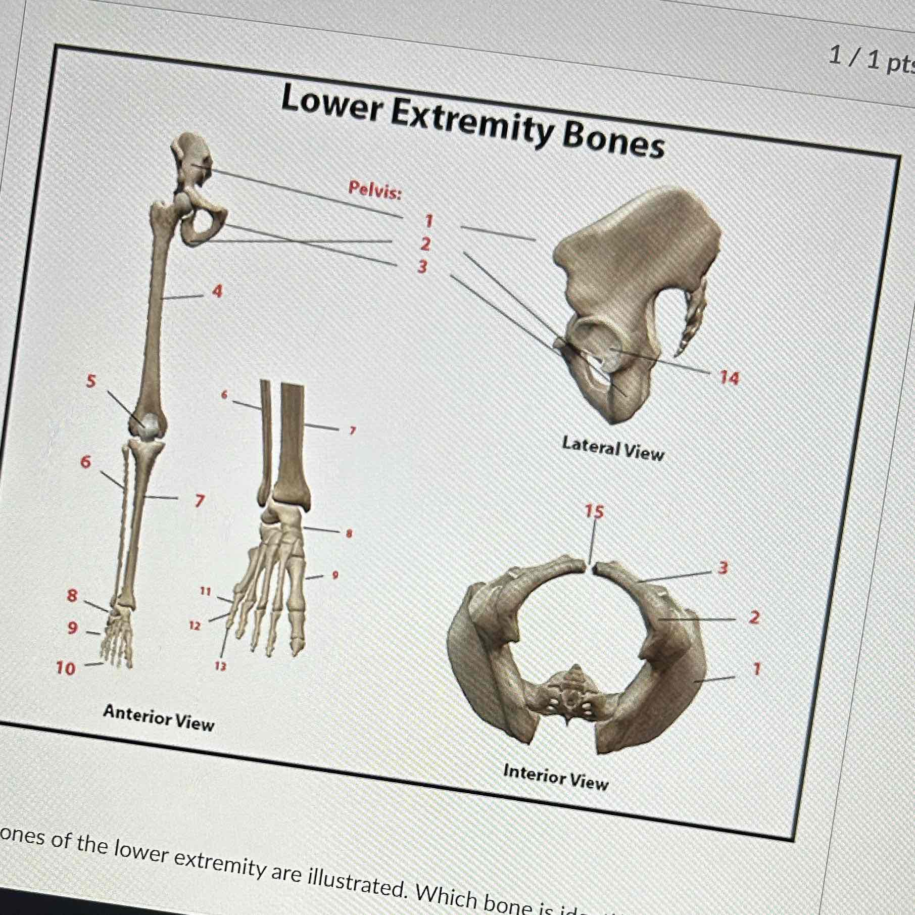<p>Which lower extremity is at 7</p>