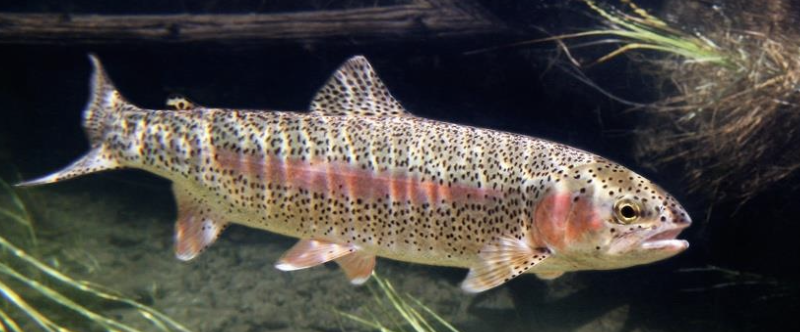 <p>What type of fish is shown in the picture? What type of water does it live in? How is their behavior described?</p>