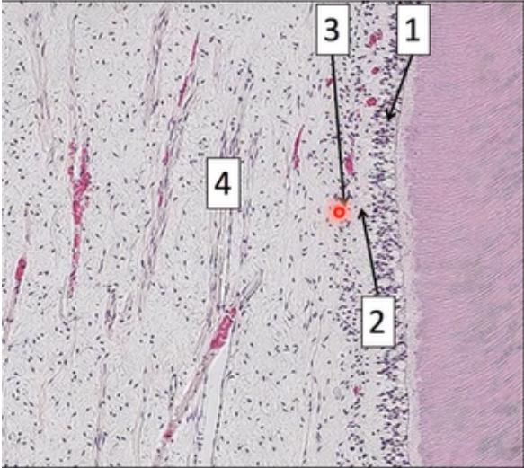 <p>Histological zones of pulp</p>