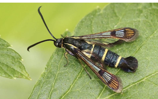<ul><li><p>transparent wings&nbsp;</p></li><li><p>transverse yellow/orange bends across abdomen</p></li><li><p>long narrow forewings</p></li></ul><p></p>