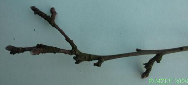 <p><strong><em>Malus sp.</em></strong></p><p><strong>slabší větvička a krátce špičaté nebo kuželovité pupeny</strong> červenohnědé, bíle plstnaté, větvička šedofialová, brachyblasty někdy i kolce</p>