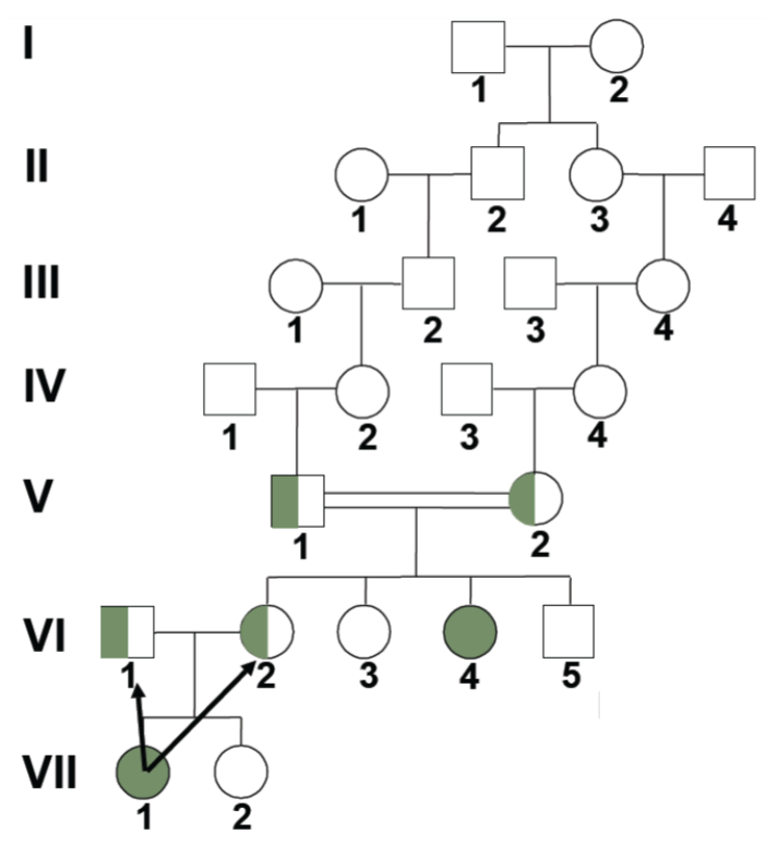 <ul><li><p>parents of gen V and VI should be heterozygous bc has affected child but also unaffected children </p></li></ul>