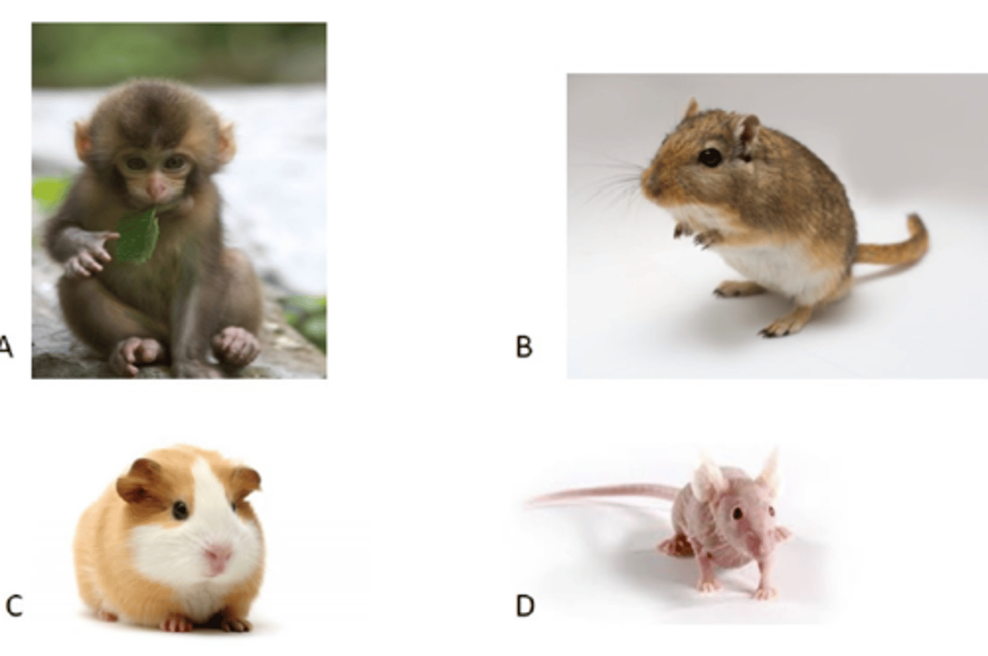 <p>Which animal may pose a special risk of harboring a silent chronic infection of LCMV and transmitting it to humans?</p><p>A. A</p><p>B. B</p><p>C. C</p><p>D. D</p>