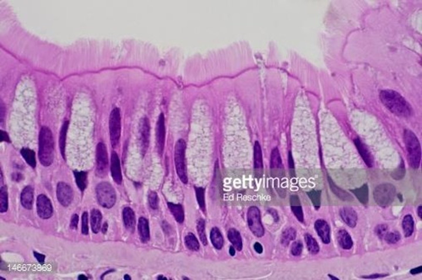 <p>Secrete mucus to trap foreign particles.</p>