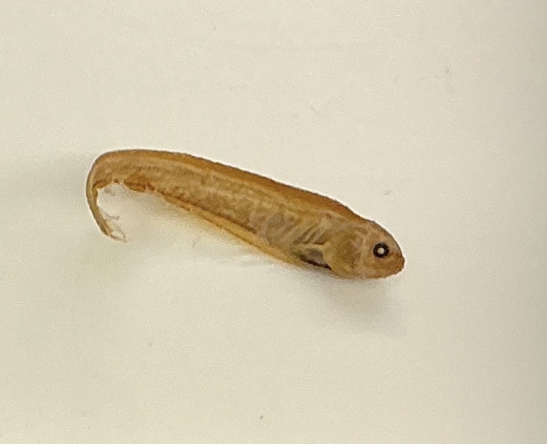 <p>Name the order</p>