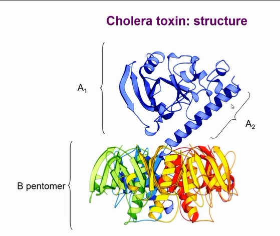 <p>interaction of B to A</p><p>A1 is the catalytic part, A2 is responsible to tethering A to B</p><p></p>