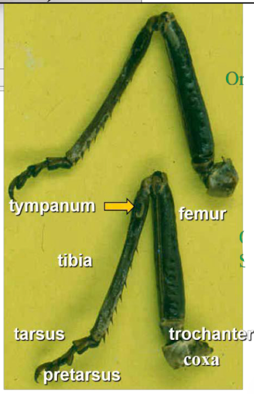 <p>Where and how is sound perceived by crickets </p>