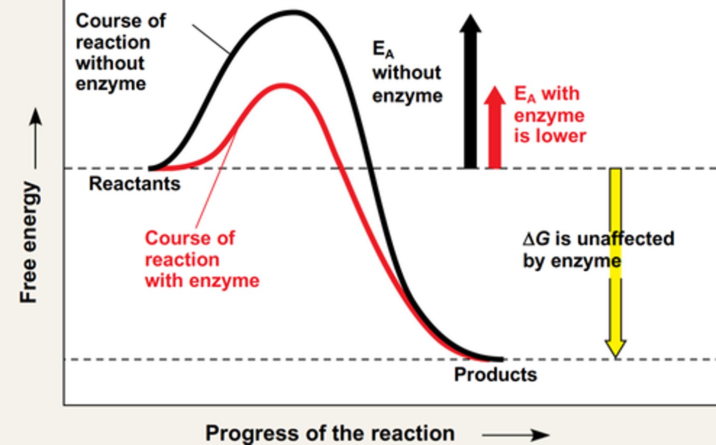 <p>-an enzyme lowers the activation energy for a substrate to enter the transitional state conformation</p><p>-Delta G remains unchanged (because the started and ending G are the same, it's just that less energy is required to reach transition state so more molecules of the reactants will be able to do that, hence faster reaction)</p><p>-by bringing the two substrates closer together, they require less free energy to react as the energy of bringing the two substrates together was already completed by the enzyme</p><p>-this causes enzymes to speed up a reaction process as the rate of reaction is proportional to the number of molecules that get to the transitional state</p><p>-enzymes were very important in terms of evolution and the development of life because in general, organisms have very low body temperatures (BIO IS COLD!!)</p><p>-organisms can't provide a lot of free energy to power these substrate reactions and they will fall apart at high temperatures</p><p>~since the enzyme lower the Ea, the substrates are able to react at much lower temperatures (this helped life evolve, because reactions were sustained at very low temperatures)</p><p>-Enzymes lower Ea by precisely orientating the substrates into their transition state confirmation, by charge interactions and by inducing conformational strain (bending)</p>