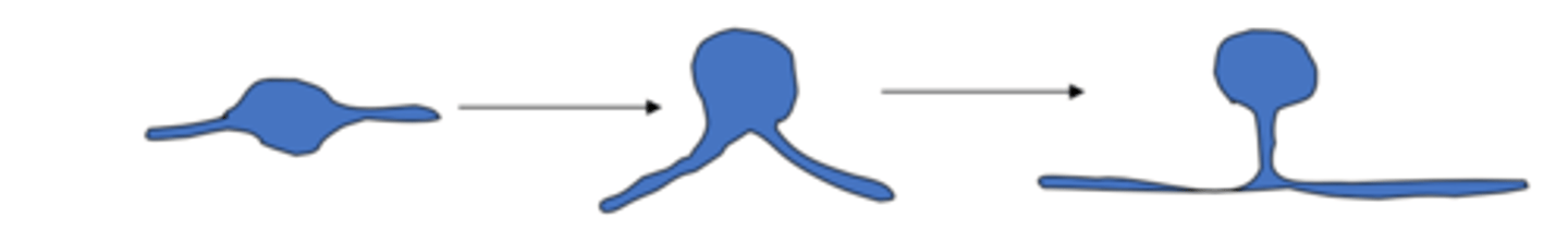 <p>It appears to have a single process but through development it was actually a bipolar cell that has fused and now there is only a single pole to the cell which branches. It has a central and peripheral sprout. The peripheral sprout collects sensory information via this process which is functionally an axon.</p>