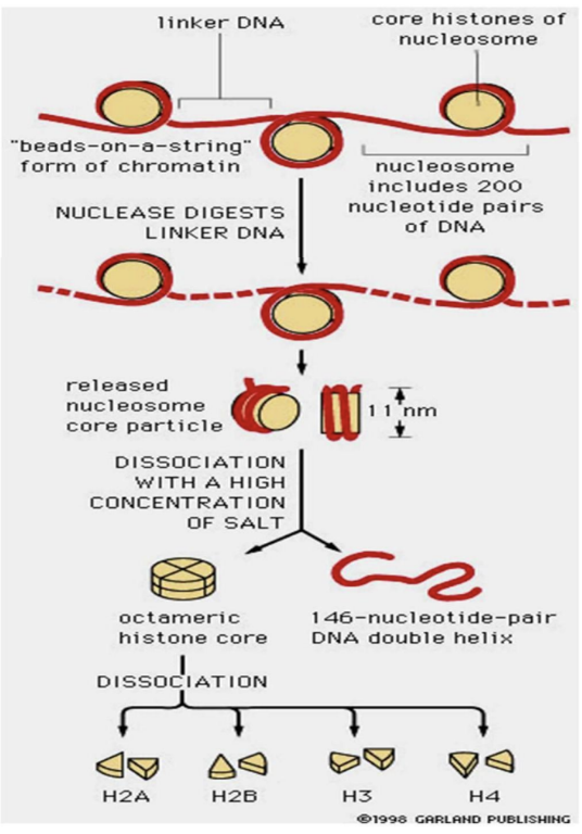 <p>Nucleosome</p>