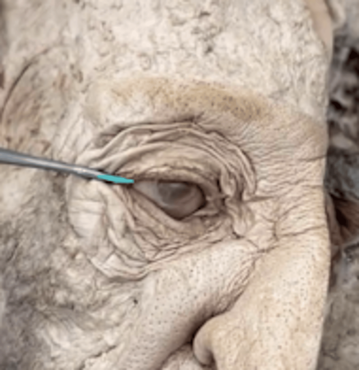 <p>Name the structure.</p>