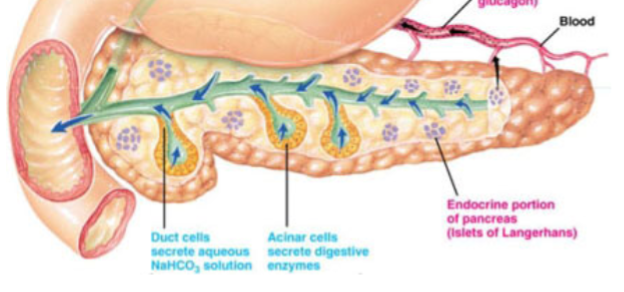 <p>Exocrine duct (critical for digestion, produces secretions/enzymes which go to the duodenum and digest food, as well as neutralize HCl - lots of bicarbonate production. Produces enzymes in excess, loss of absorption/digestion only noted if function falls below 10%). Also an endocrine duct (produces hormones to regulate other body functions)</p>