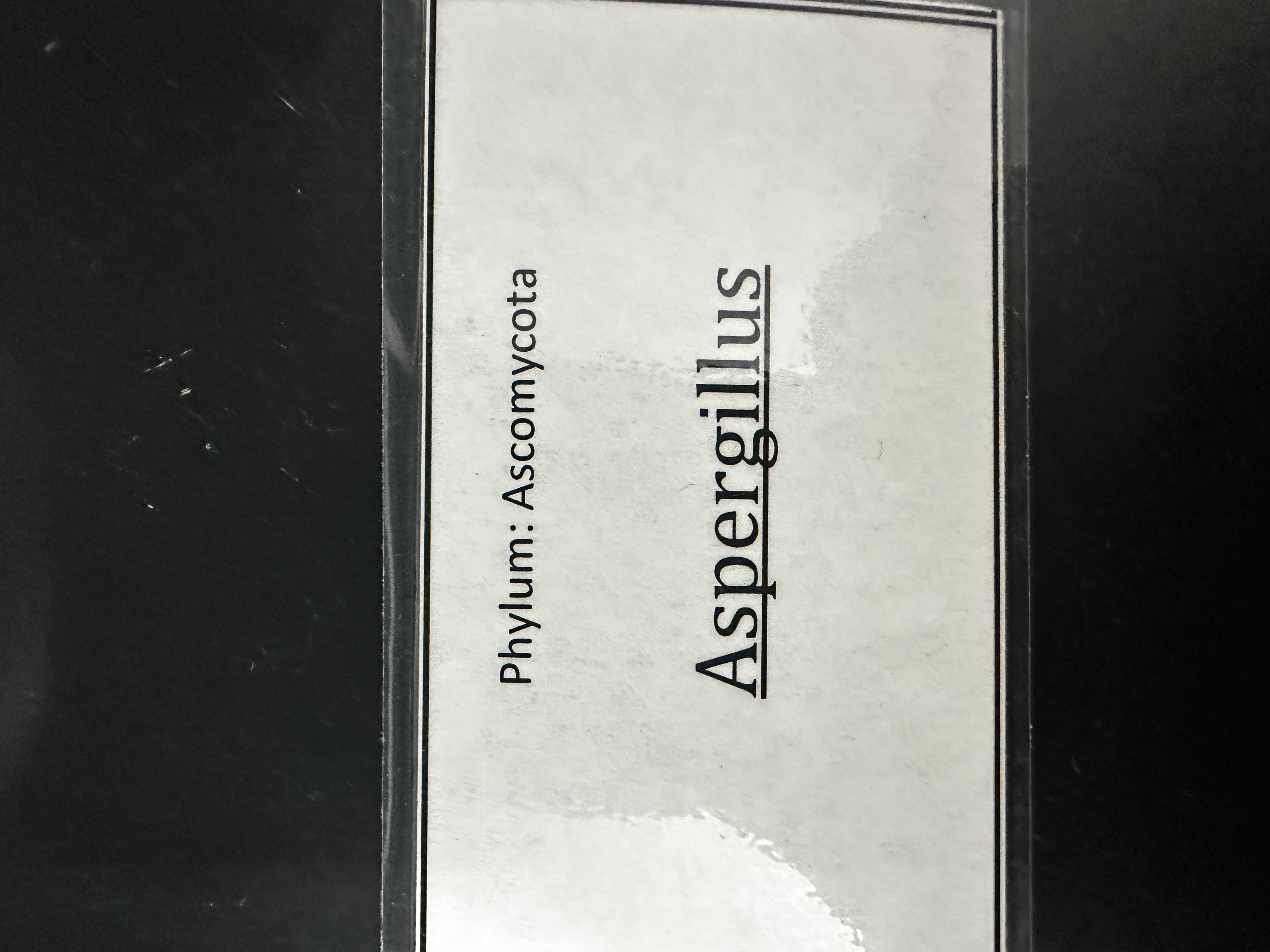 <p>Domain: Eukarya</p><p>Kingdom: Fungi</p><p>Clade: Ascomycota</p>