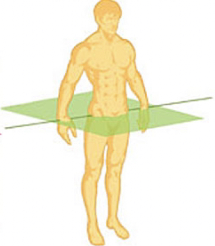 <p>Cardinal plane that divides the body into upper and lower halves</p>