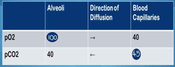 <ul><li><p>PO2 in alveoli = 100 </p></li><li><p>PO2 in blood capillaries = 40 </p></li><li><p>so diffusion of O2 goes from alveoli to blood capillaries </p></li><li><p>PCO2 in alveoli = 40 </p></li><li><p>PCO2 in blood capillaries = 45 </p></li><li><p>so diffusion of CO2 goes from blood capillaries to alveoli </p></li></ul><p></p>