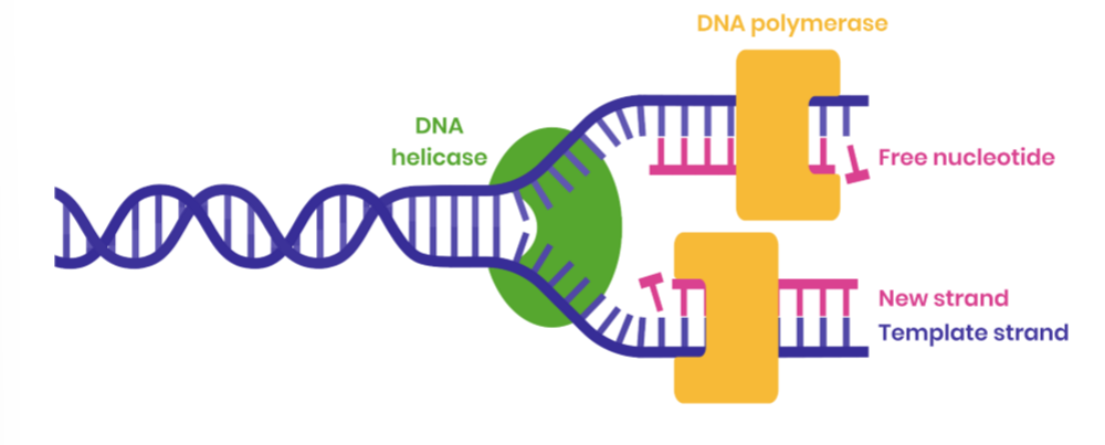 <ol><li><p>DNA helicase breaks hydrogen bonds between complementary bases, unwinding the double helix</p></li><li><p>both strands act as templates</p></li><li><p>free DNA nucleotides attracted to exposed bases and join by specific complementary base pairing </p></li><li><p>hydrogen bonds form between adenine - thymine and guanine - cytosine </p></li><li><p>DNA polymerase joins adjacent nucleotides on new strand by condensation reactions </p></li><li><p>forming phosphodiester bonds </p></li></ol><p>semi-conservative - each new DNA molecule consists of one original / template strand and one new strand </p><p></p>