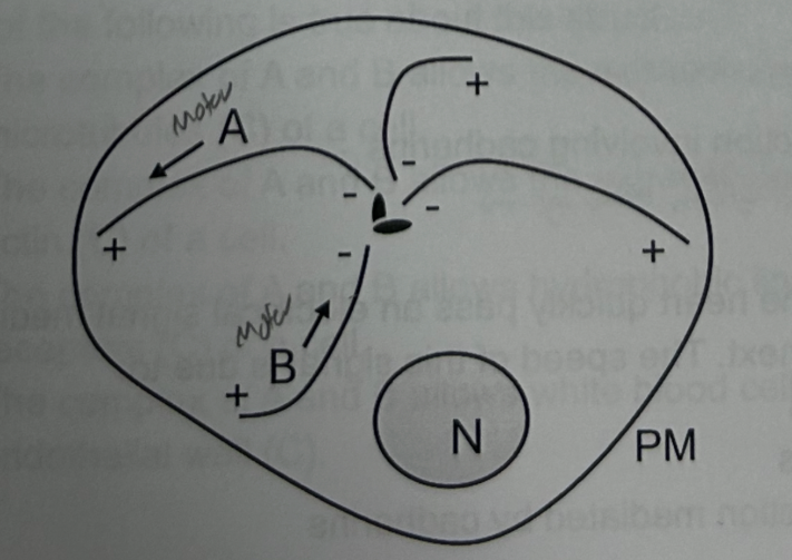 <p>Protein “A” is likely </p>