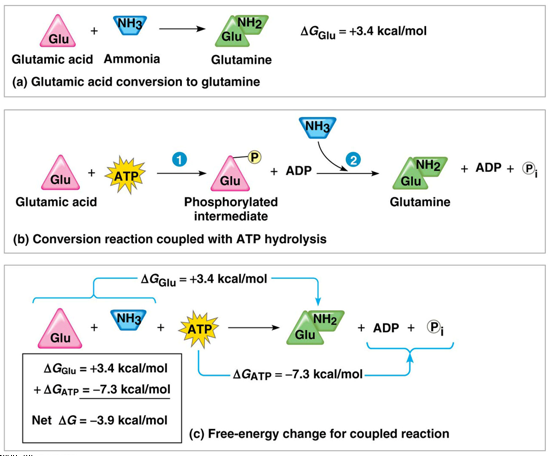 <p>a. glutamine synthesis from glutamic acid (Glu) by itself is endergonic (positive deltaG) = nonspontaneous; Glu + ammonia (NH3) goes to glutamine (Glu bonded to NH2); deltaGglu = +3.4kcal/mole</p><p>b. glutamine synthesis occurs in 2 steps, coupled by a phosphorylated intermediate; ATP phosphorylates glutamic acid = less stable + more free energy; ammonia displaces the phosphate group = glutamine. Glu + ATP goes to phosphorylated intermediate (Glu with phosphate group covalently bonded) + ADP → NH3 added = glutamine (Glu NH2) + ADP + inorganic phosphate (circlePi)</p><p>c. deltaG for glutamic acid conversion to glutamine (+3.4kcal/mol) + deltaG for ATP hydrolysis (-7.3kcal/mol) gives the free energy change for the overall reaction (-3.9kcal/mol). Overall exergonic (-deltaG) = occurs spontaneously</p>