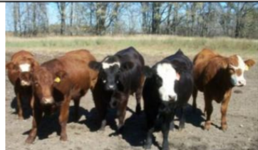 <ul><li><p>Origin: Switzerland</p></li><li><p>Color: red ± white patches (black also possible)</p></li><li><p>Size: large</p></li><li><p>traits: adaptable to a range of conditions and rapid weight gain</p></li></ul><p></p>