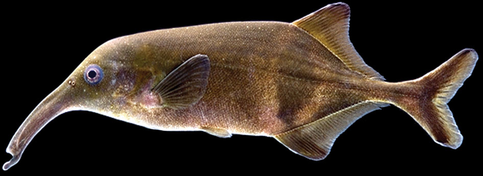 <p>Elephantfishes</p>