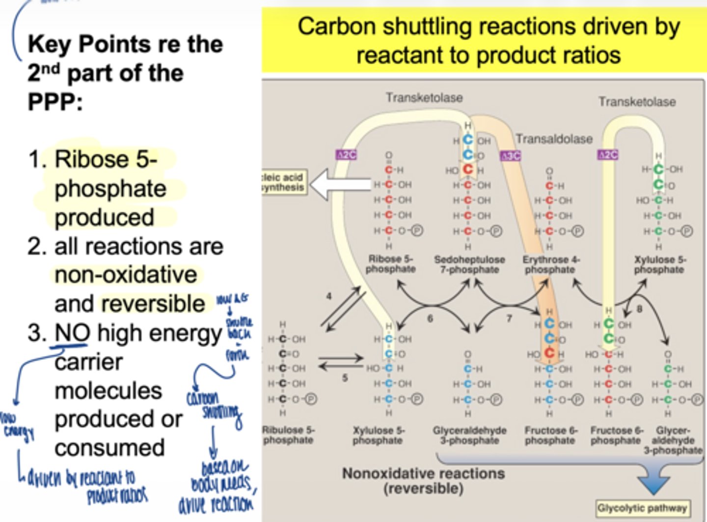 <p>carbon shuttling between sugars</p>