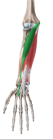 <p>What is this muscle called?</p>