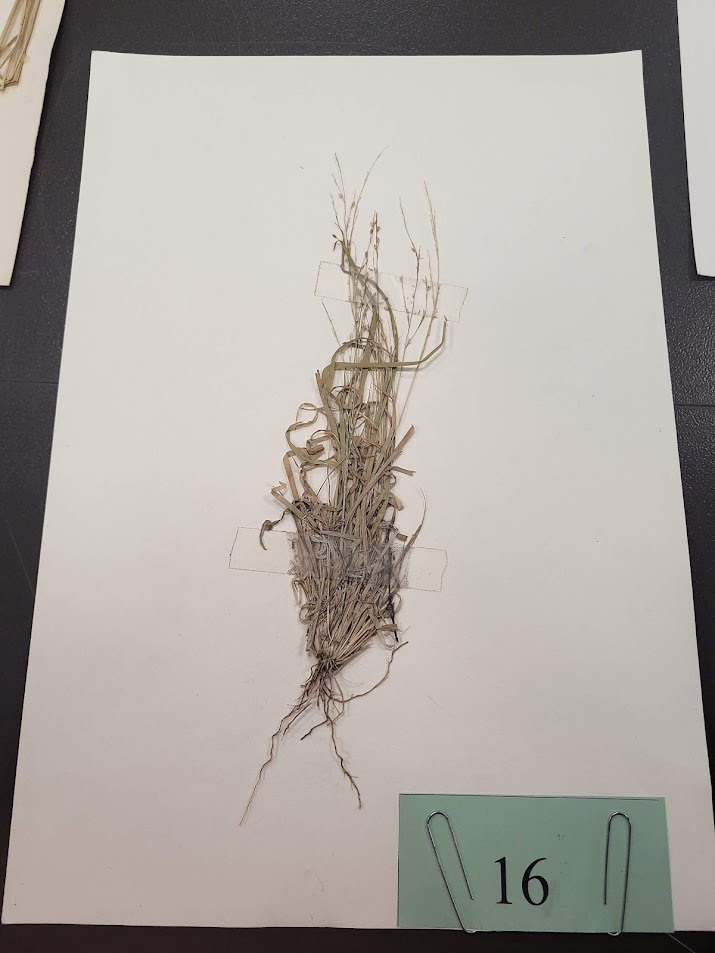 Hall panicum