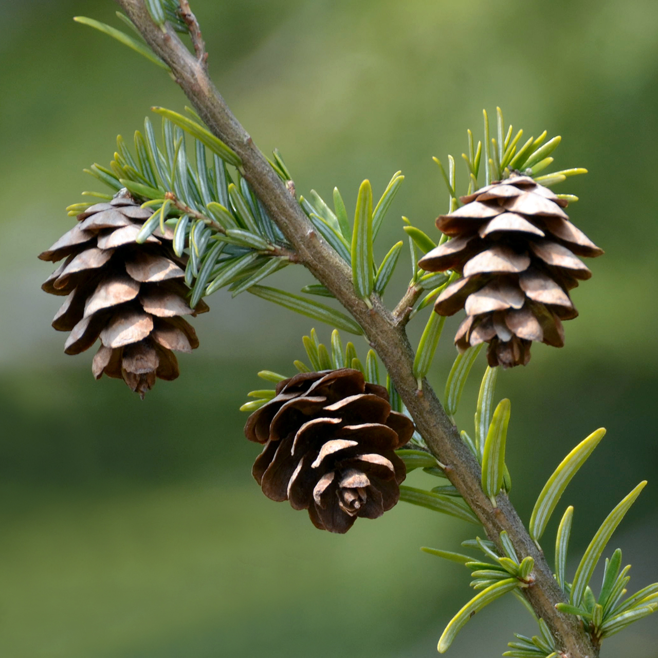 <p>eastern hemlock, Tsuga canadensis, Pinaceae</p>