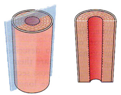 <p>A section cut along the length or parallel to the long axis of an organ.</p>