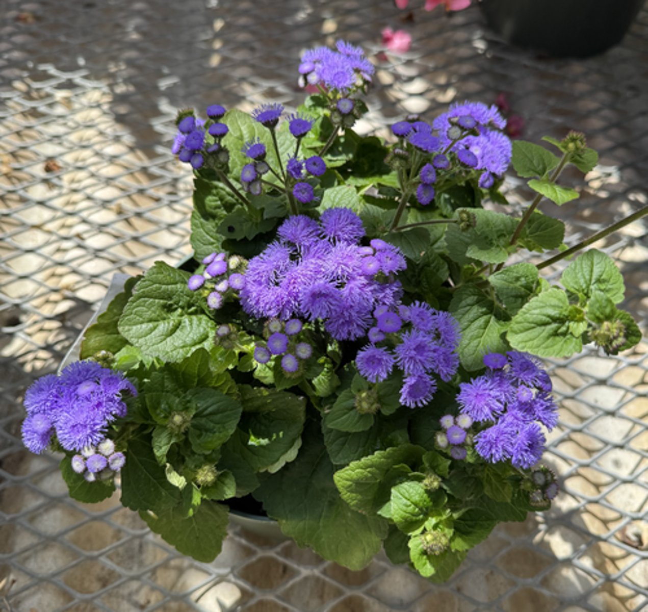 <p>What is the common name for this plant?</p>