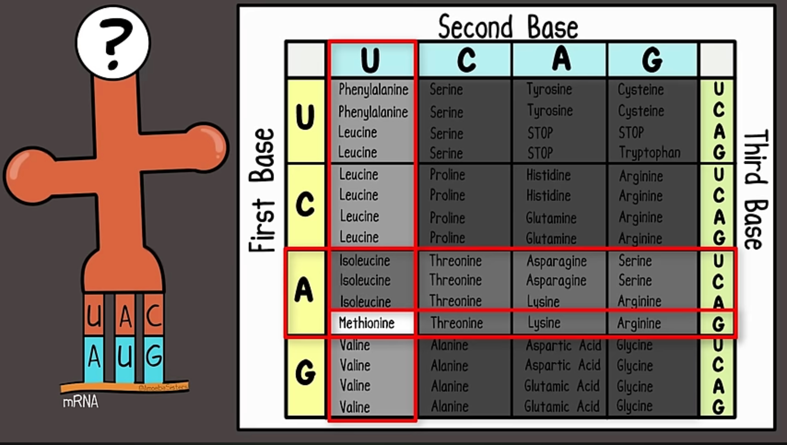 <p>The Codon Table (Nirenberg and Khorana)</p>