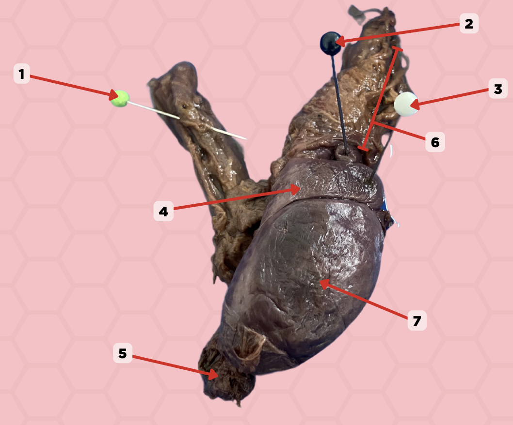 <p>Identify the structure labeled as 2.</p>