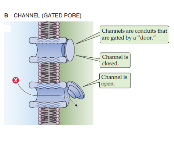 <ul><li><p>regulated pores that have gates inside them (each ion channel has one gate)</p></li><li><p>these gates open in response to external stimuli, such as voltage change or the binding of a chemical compound (ligand)</p></li><li><p>ion channels are usually selective to one or a group of ions</p></li><li><p>ions move passively down their electrochemical gradient (gradient imposed by differences in concentration and electrical charge across the membrane)</p></li></ul><p></p>