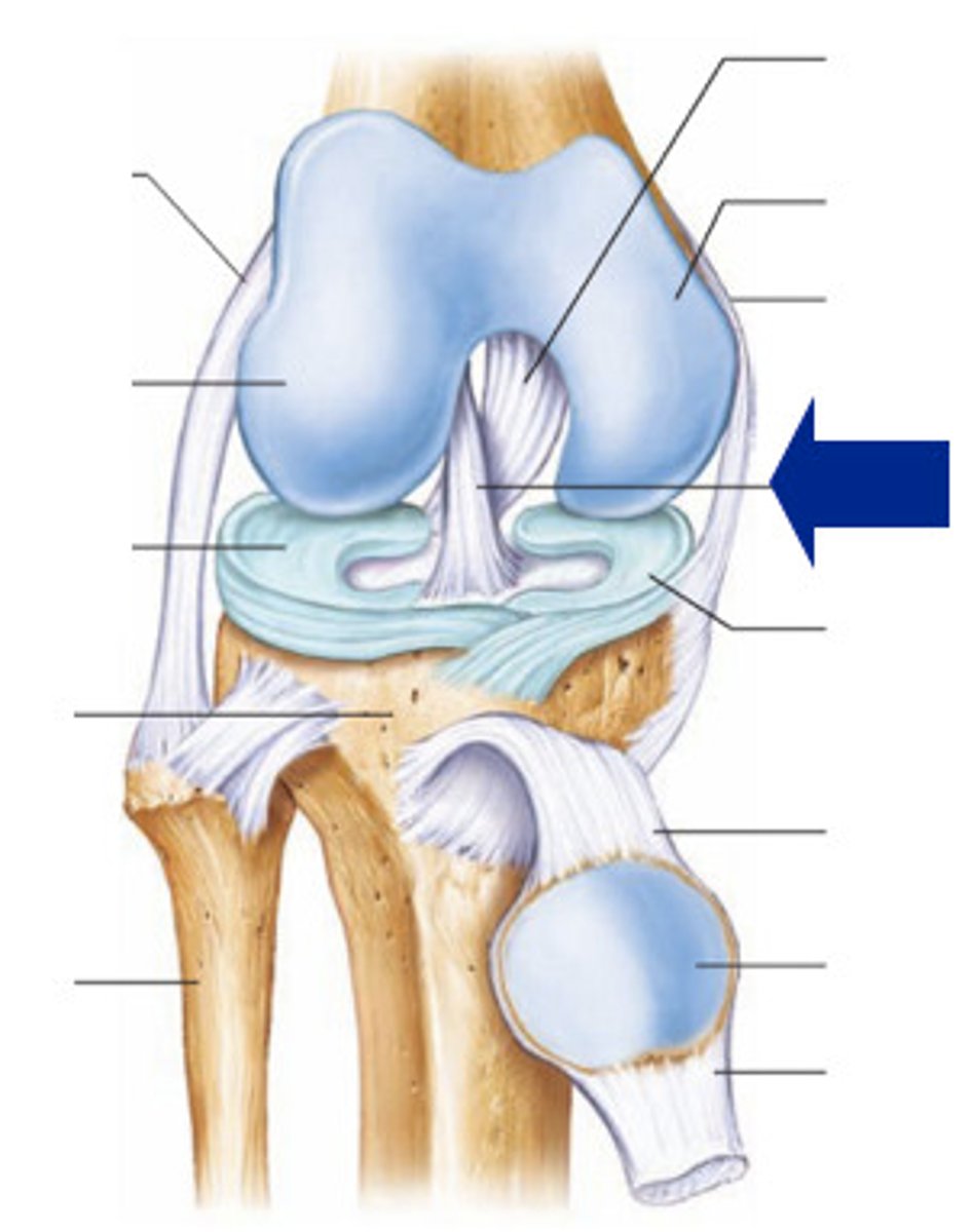 <p>Prevents the tibia from sliding forward; located inside the knee joint.</p>