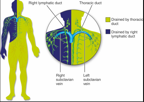 <p>Right lymphatic duct - empties into right subclavian vein; thoracic duct - empties into the left subclavian vein </p>