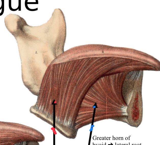 <p>What is the name of the muscle located in the blue arrrow?</p>