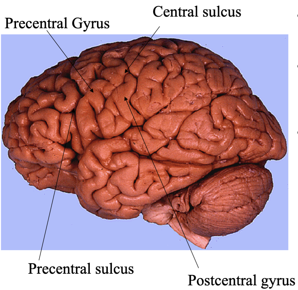 <ul><li><p>Central sulcus separates frontal from parietal lobes</p></li><li><p>Precentral and Post central gyri are adjacent to the central sulcus</p></li><li><p>Precentral sulcus is anterior to the Precentral gyrus and likewise the sulcus posterior to the postcentral gyrus will be the post central sulcus</p></li></ul><p></p>