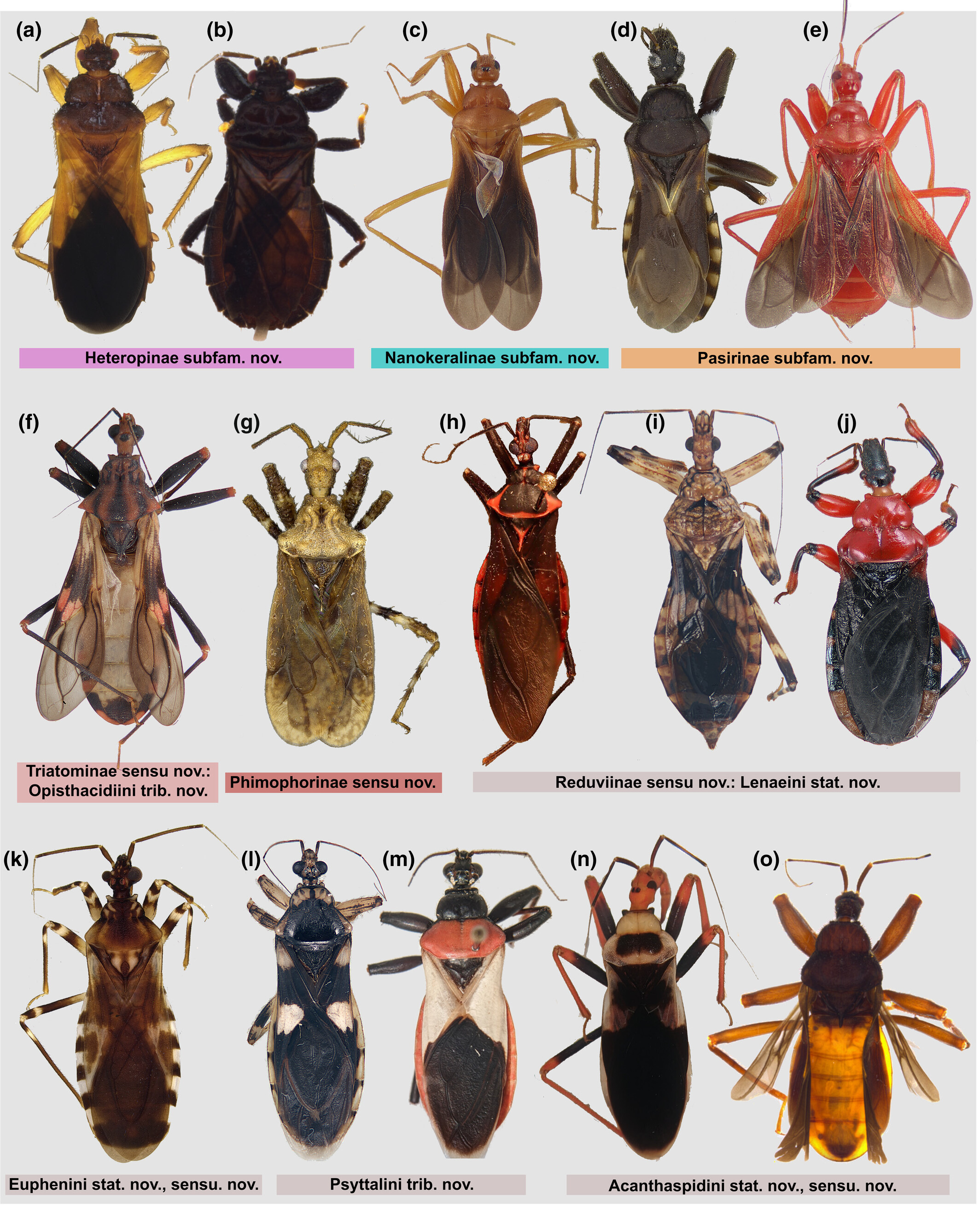 <p>Assassin bugs</p><p>Order Hemiptera</p>