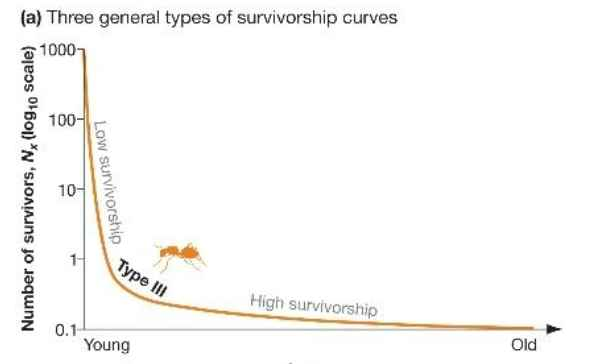 <p>type III survivorship curve </p>