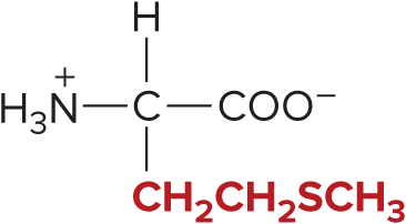 <p>Methionine </p>