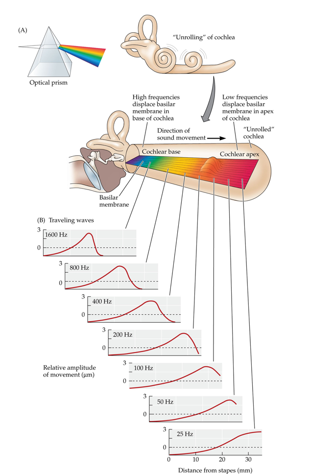 <p><span>The cochlea is like an acoustic prism in that its sensitivity spreads across different sound frequencies along its length. (A) The cochlea is illustrated as if it were uncoiled. The narrower end of the basilar membrane toward the base is stiffer and most sensitive to higher frequencies. The wider, more flexible end toward the apex is most sensitive to lower frequencies. (B) The shapes of the traveling waves for different frequencies of vibration are shown.</span></p>