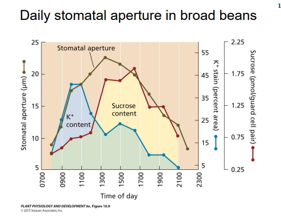 <ul><li><p>Potassium (K+) levels</p><ul><li><p><strong>In the morning</strong>, <strong>K⁺ content rises sharply</strong>, and <strong>stomatal aperture increases</strong>.</p></li><li><p>This means: <strong>K⁺ ions are pumped into the guard cells</strong>, lowering their water potential.</p></li><li><p>Water moves into the guard cells by osmosis, making them <strong>turgid</strong>, so the <strong>stomata open</strong>.</p></li></ul></li><li><p>Sucrose levels</p><ul><li><p>Around <strong>midday</strong>, K⁺ levels start to drop, but <strong>sucrose content increases</strong>.</p></li><li><p>Sucrose (produced from photosynthesis) helps <strong>maintain osmotic pressure</strong> in guard cells even as K⁺ declines.</p></li><li><p>This keeps stomata open while photosynthesis is at its peak.</p></li></ul></li><li><p>Around night, both <strong>sucrose and K⁺ contents fall</strong>, and <strong>stomatal aperture decreases</strong>.</p></li><li><p>Guard cells lose turgor pressure, causing <strong>stomata to close</strong> for the night.</p><ul><li><p>(Stomata close as solutes leave guard cells and photosynthesis stops (no need for gas exchange at night))</p></li></ul></li></ul><p></p>
